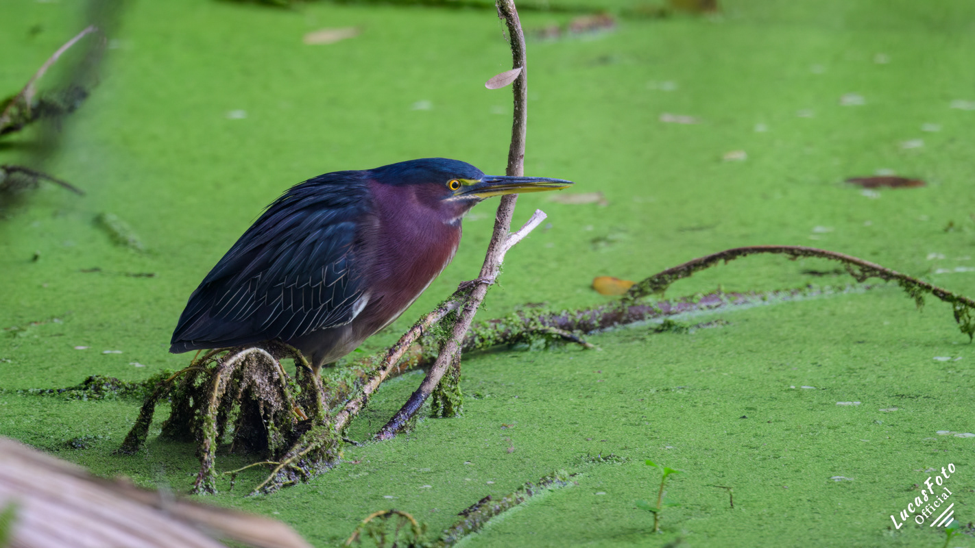 Green Heron