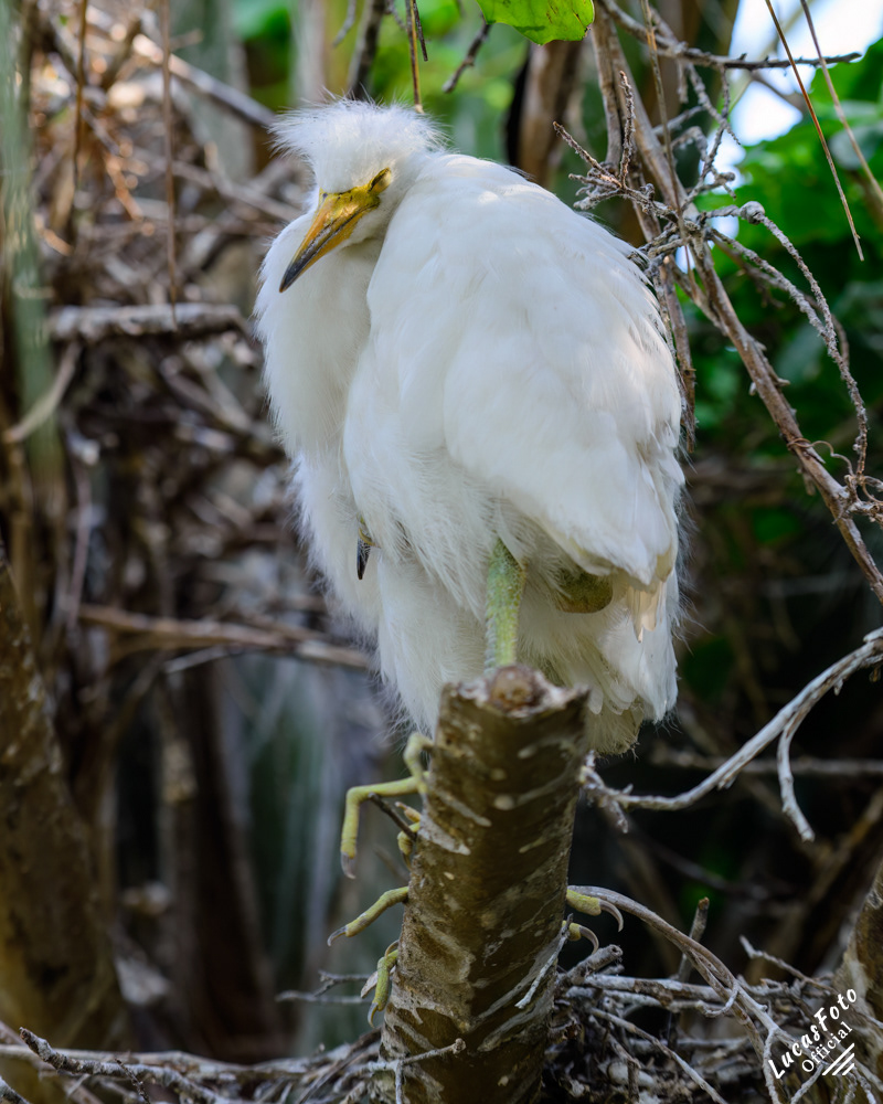 Great Egret