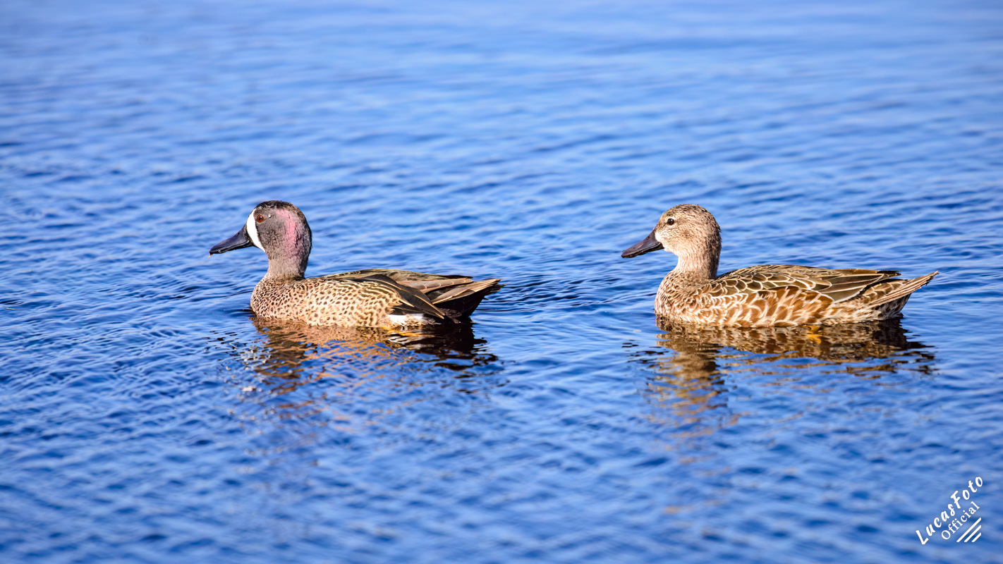 Blue-winged Teal