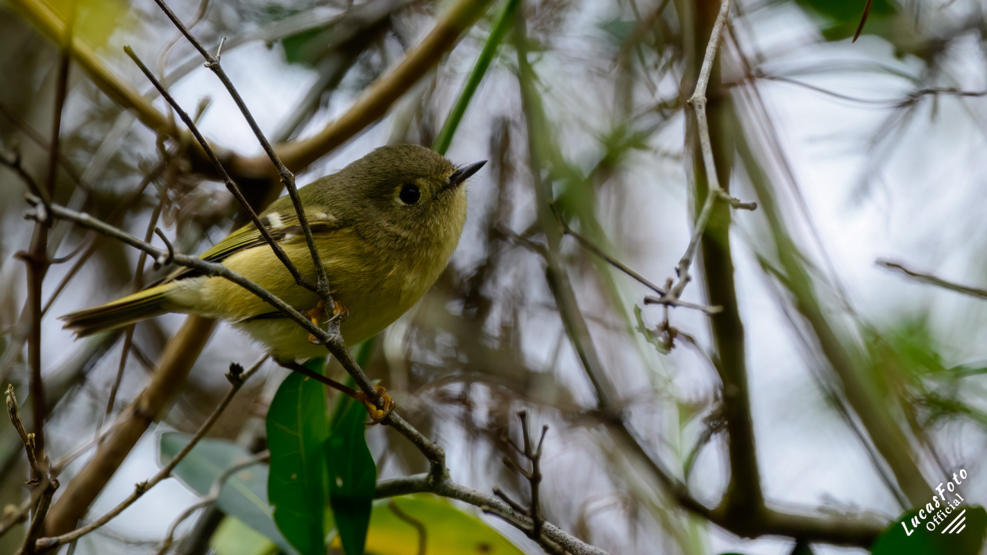 Ruby-crowned Kinglet