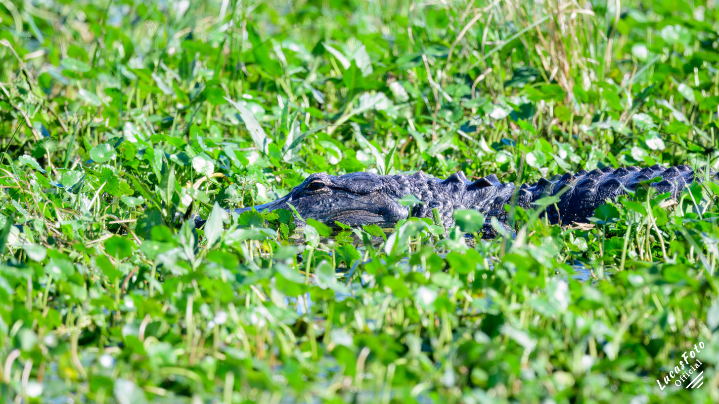 Alligator