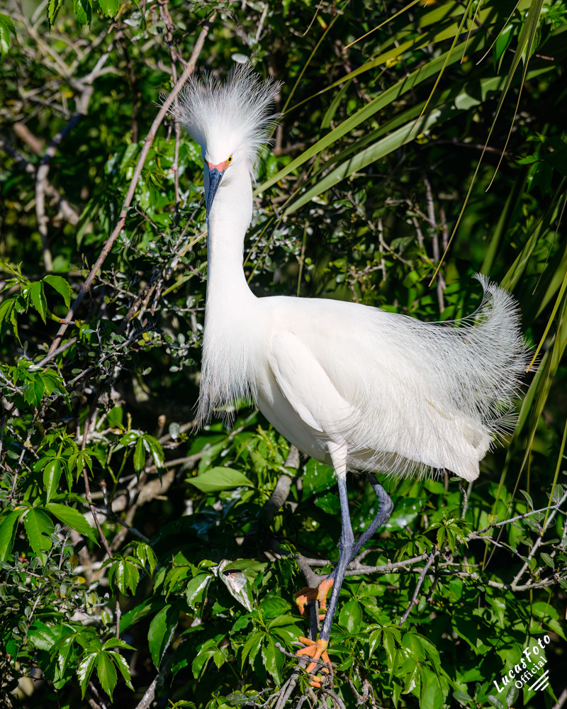 Snowy Egret