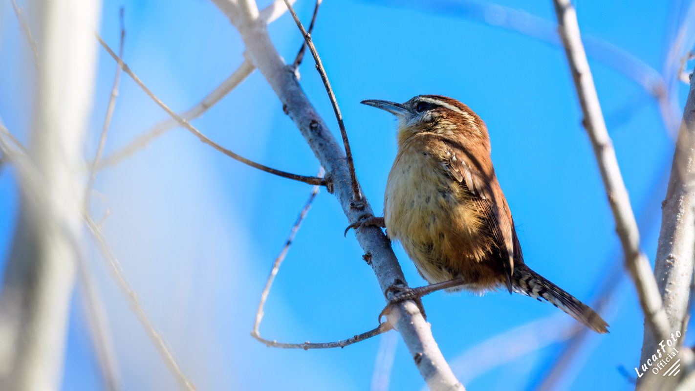 Carolina Wren