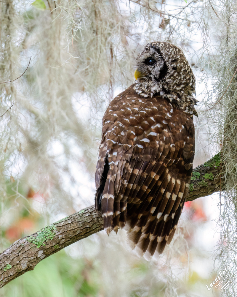 Barred Owl