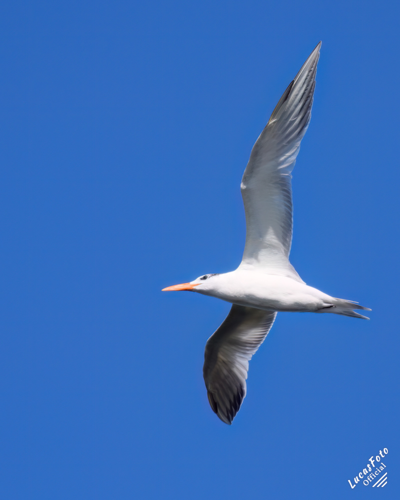 Royal Tern