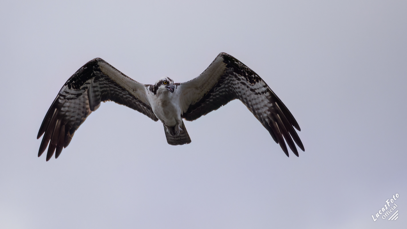 Osprey