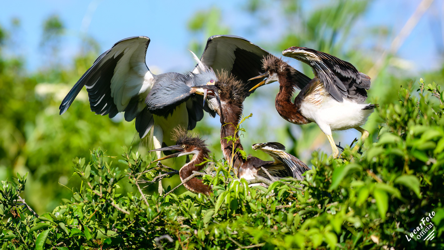Tricolored Heron