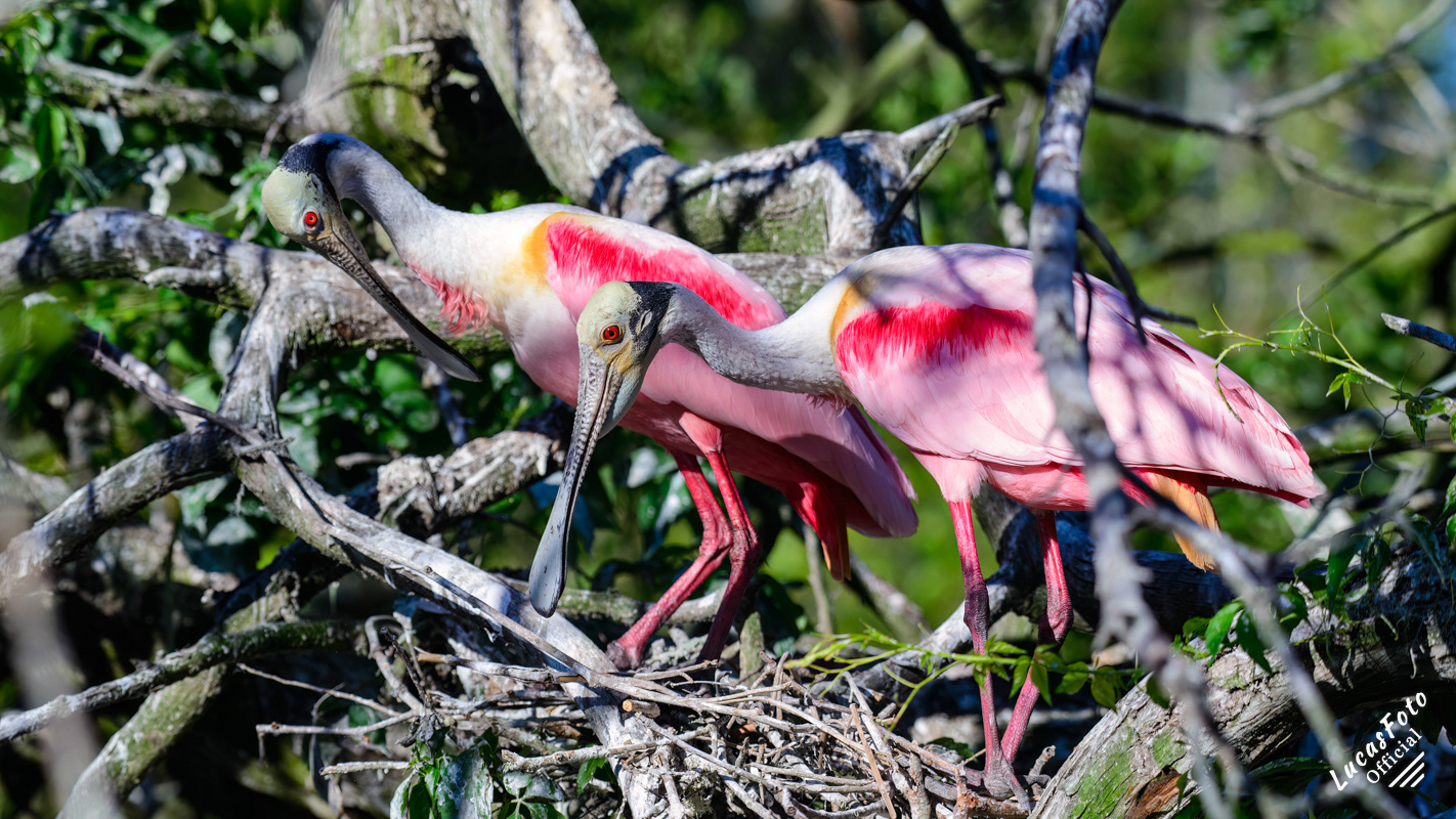 Roseate Spoonbill