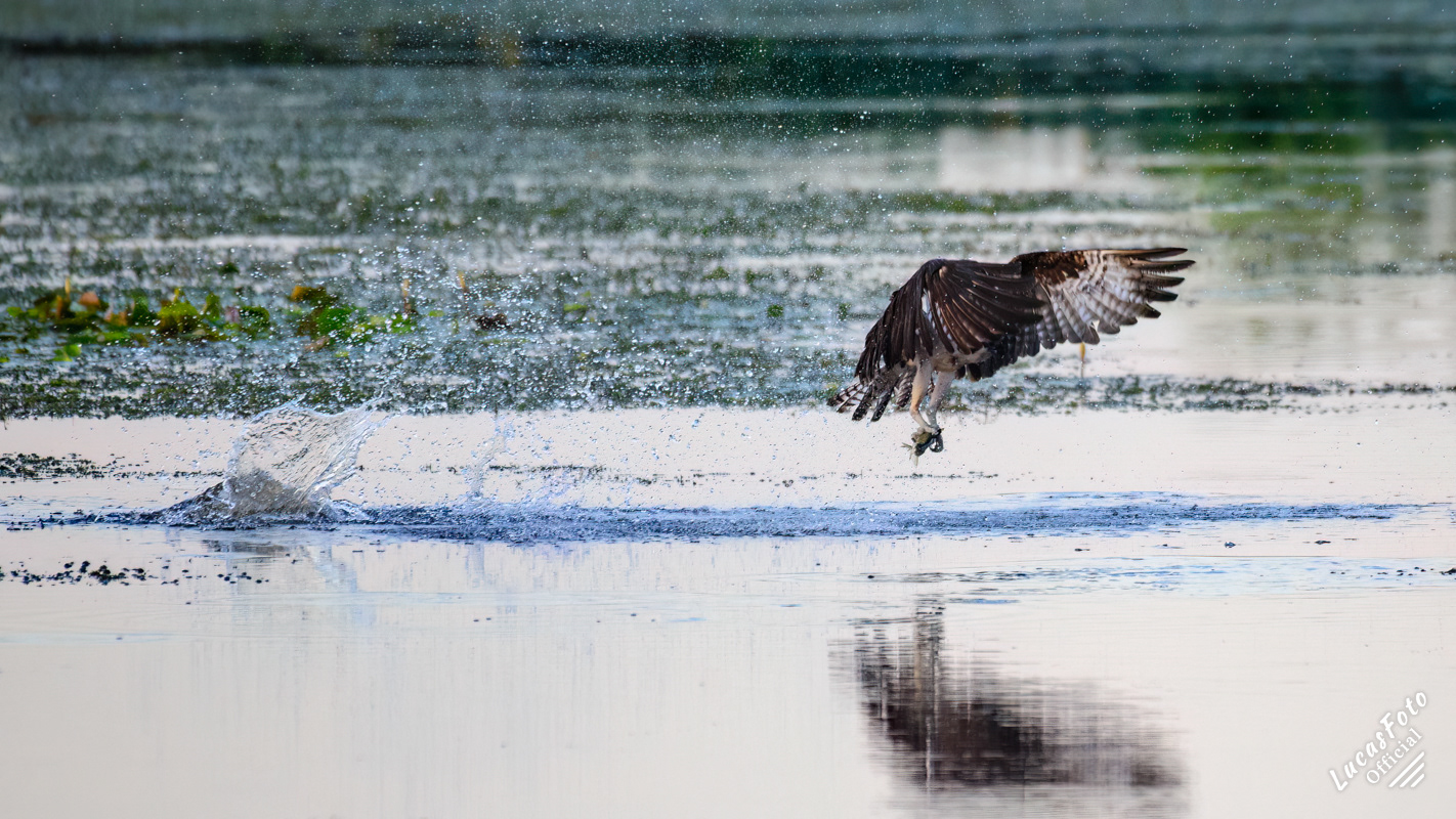 Osprey