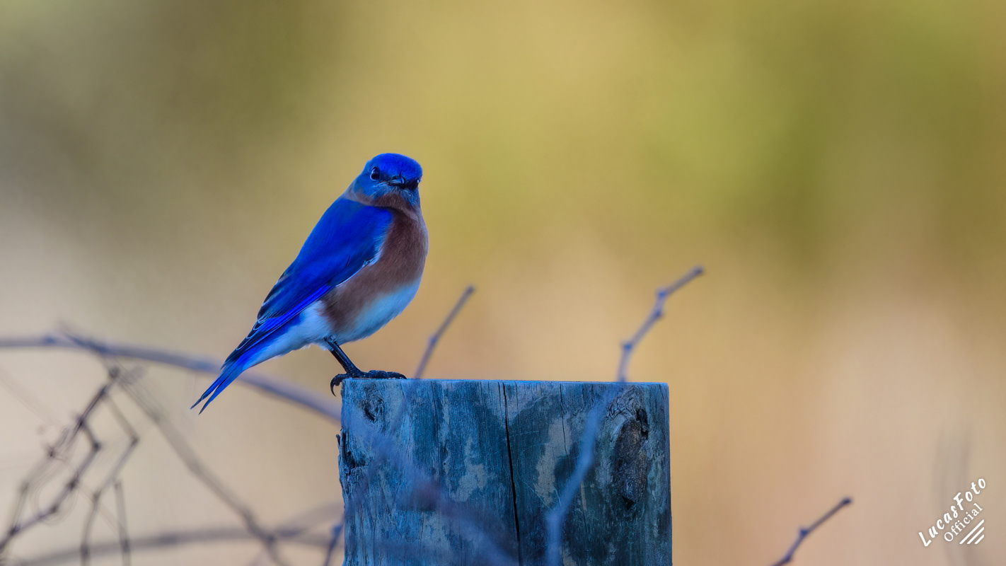 Eastern Bluebird
