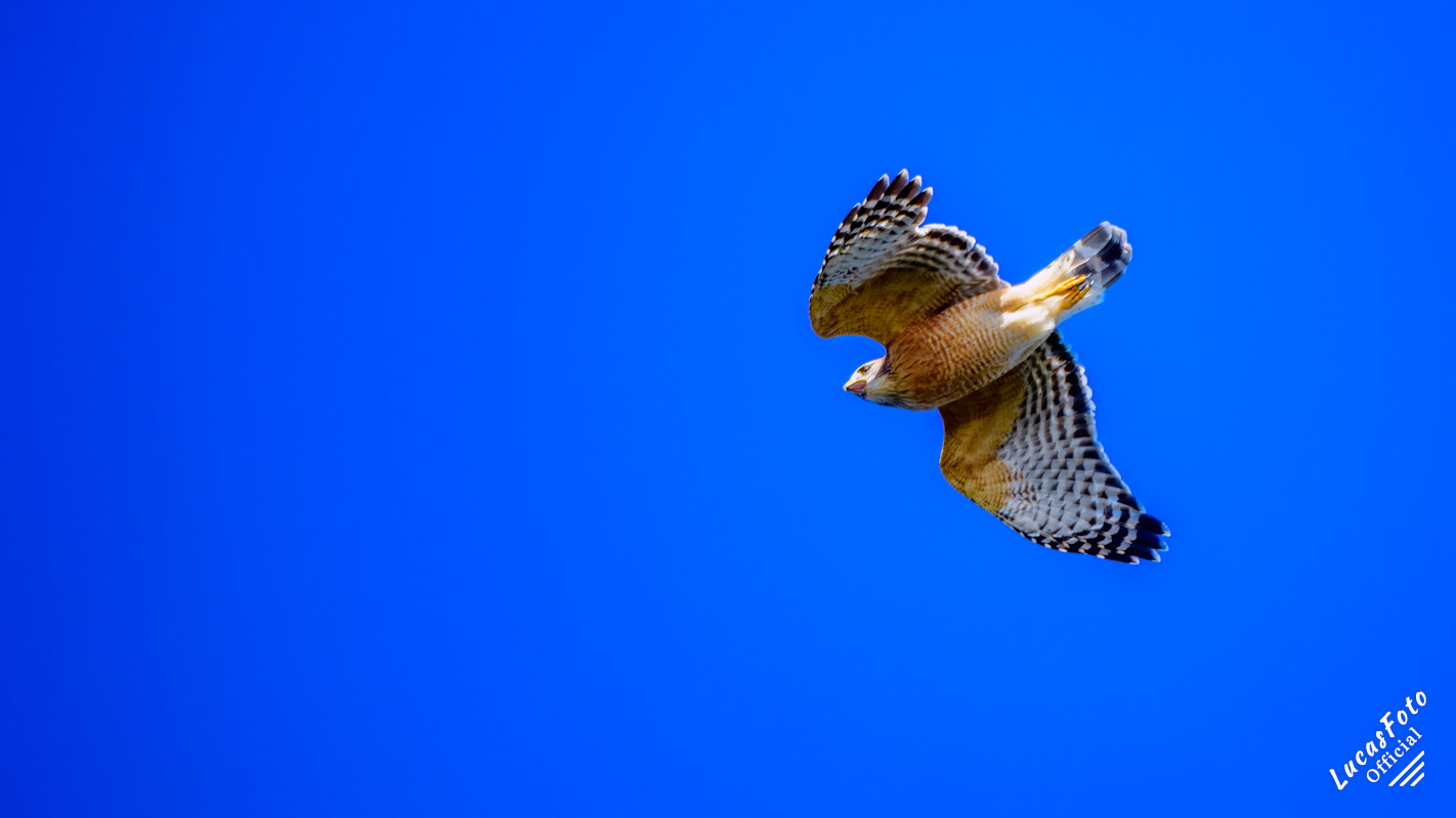 Red-shouldered Hawk