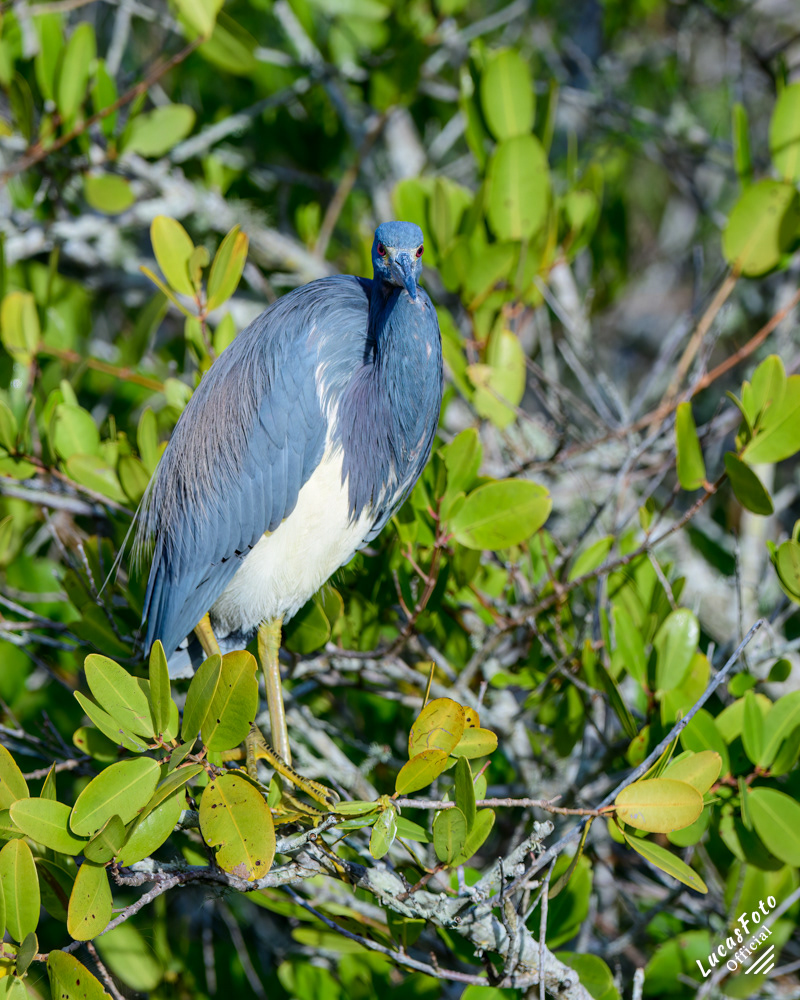 Tricolored Heron