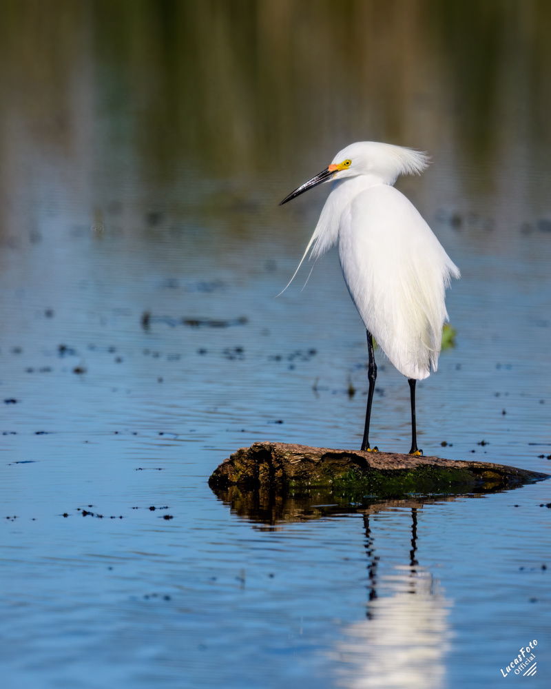 Snowy Egret