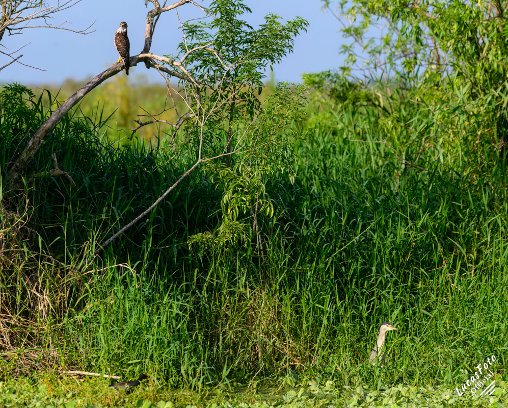 Red-shouldered Hawk / Black-crowned Night Heron
