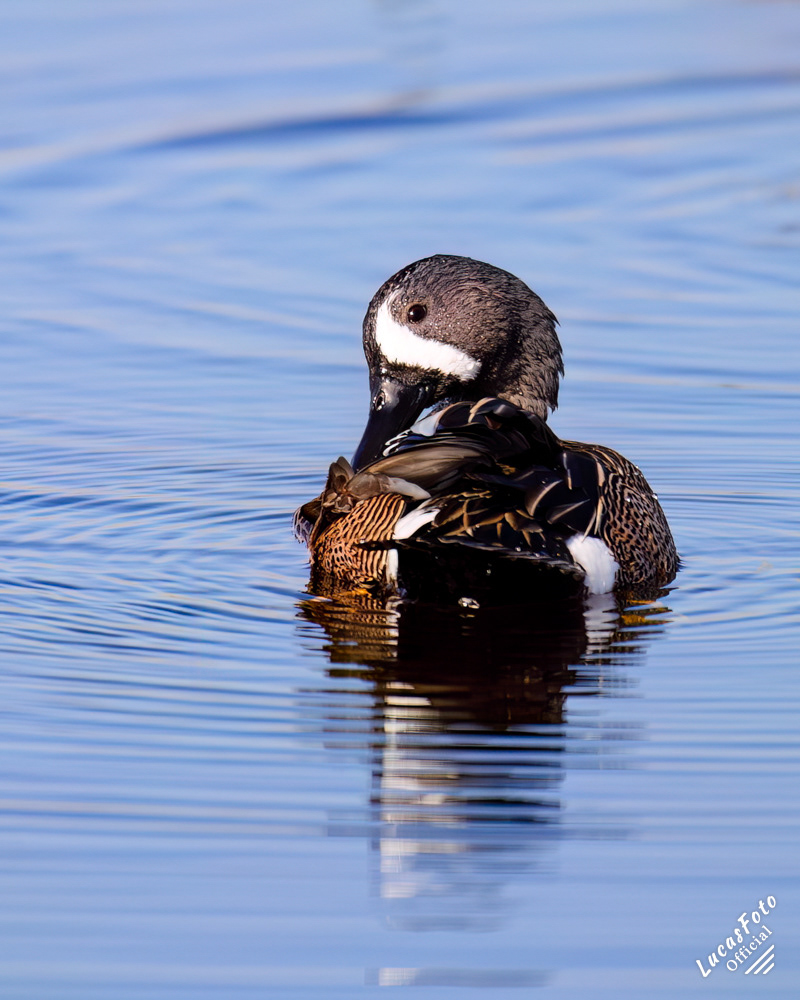 Blue-winged Teal