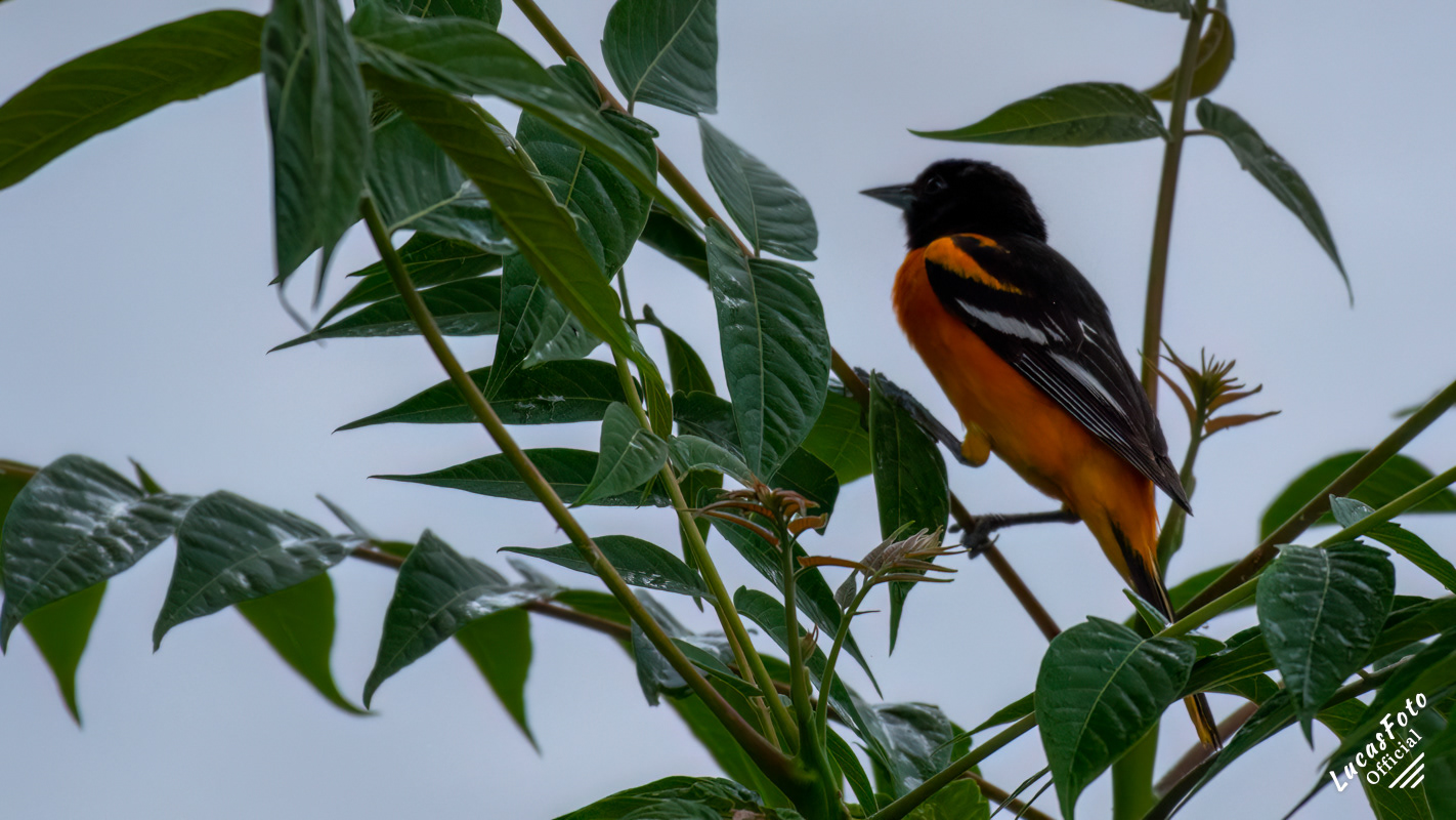 Baltimore Oriole