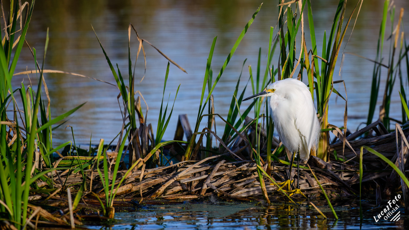 Snowy Egret
