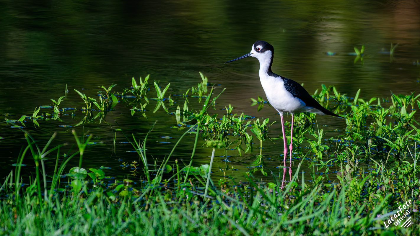 Black-necked Stilt