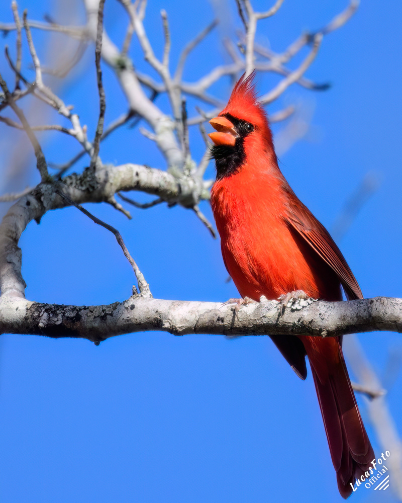 Northern Cardinal