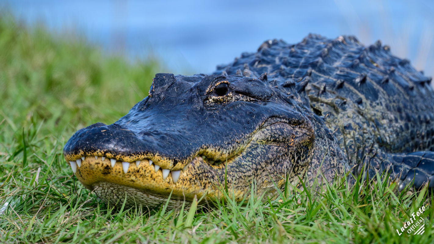 Alligator