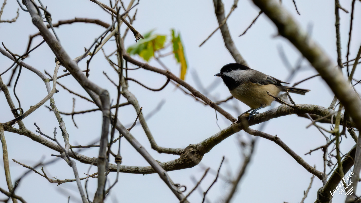 Carolina Chickadee