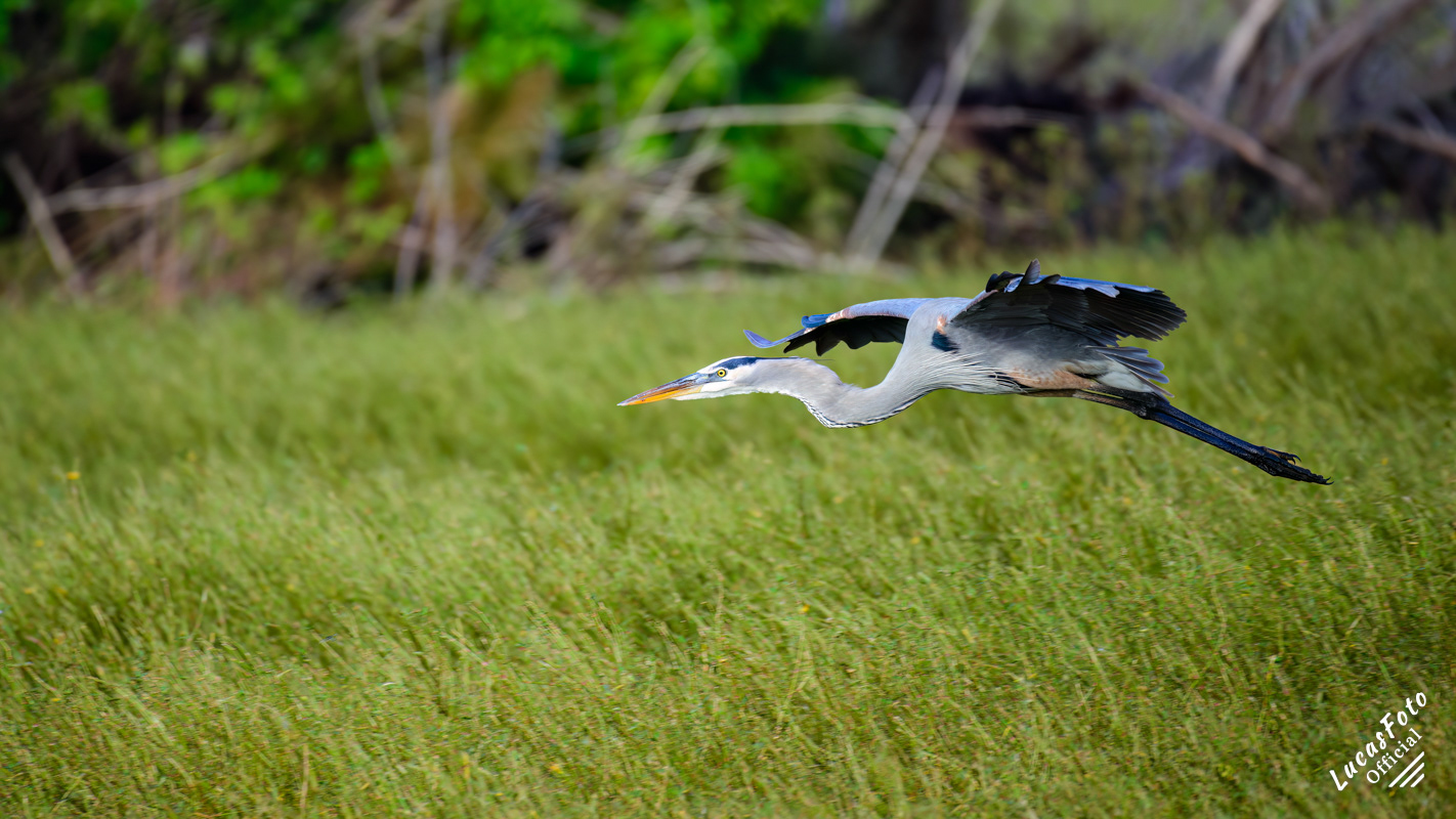 Great Blue Heron