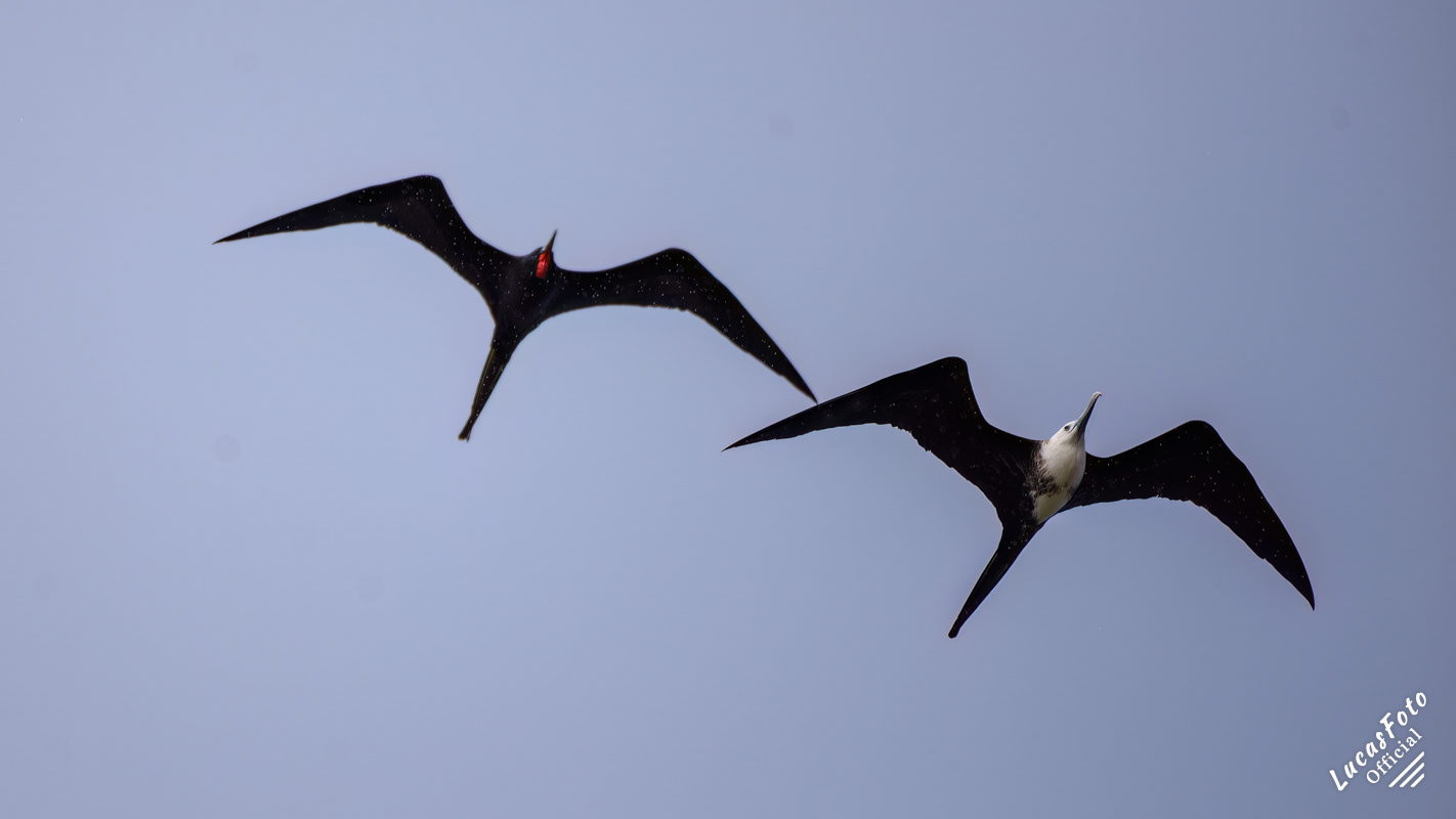 Magnificent Frigatebird