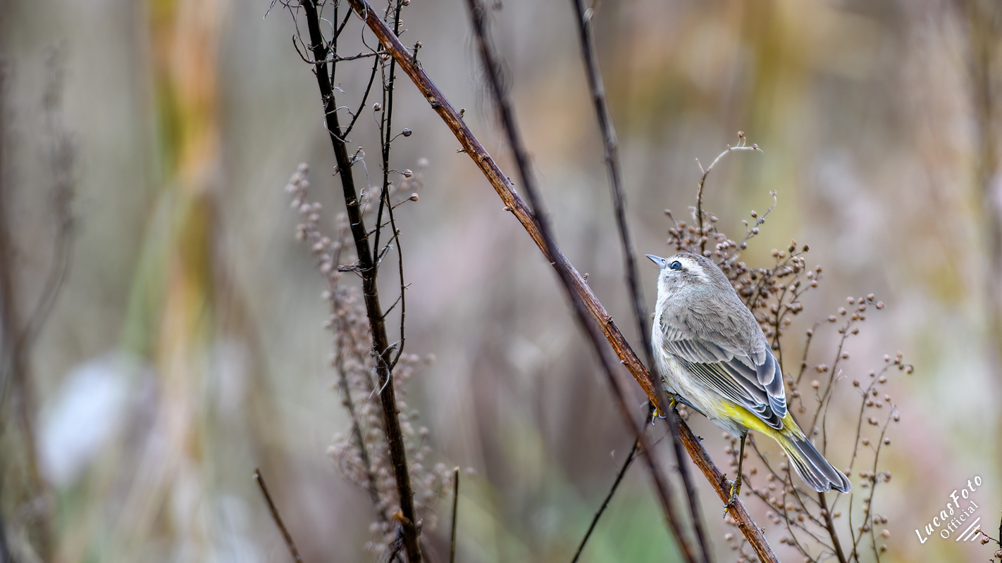 Palm Warbler