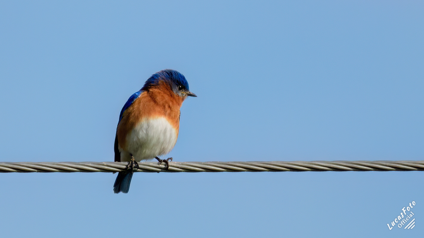 Eastern Bluebird