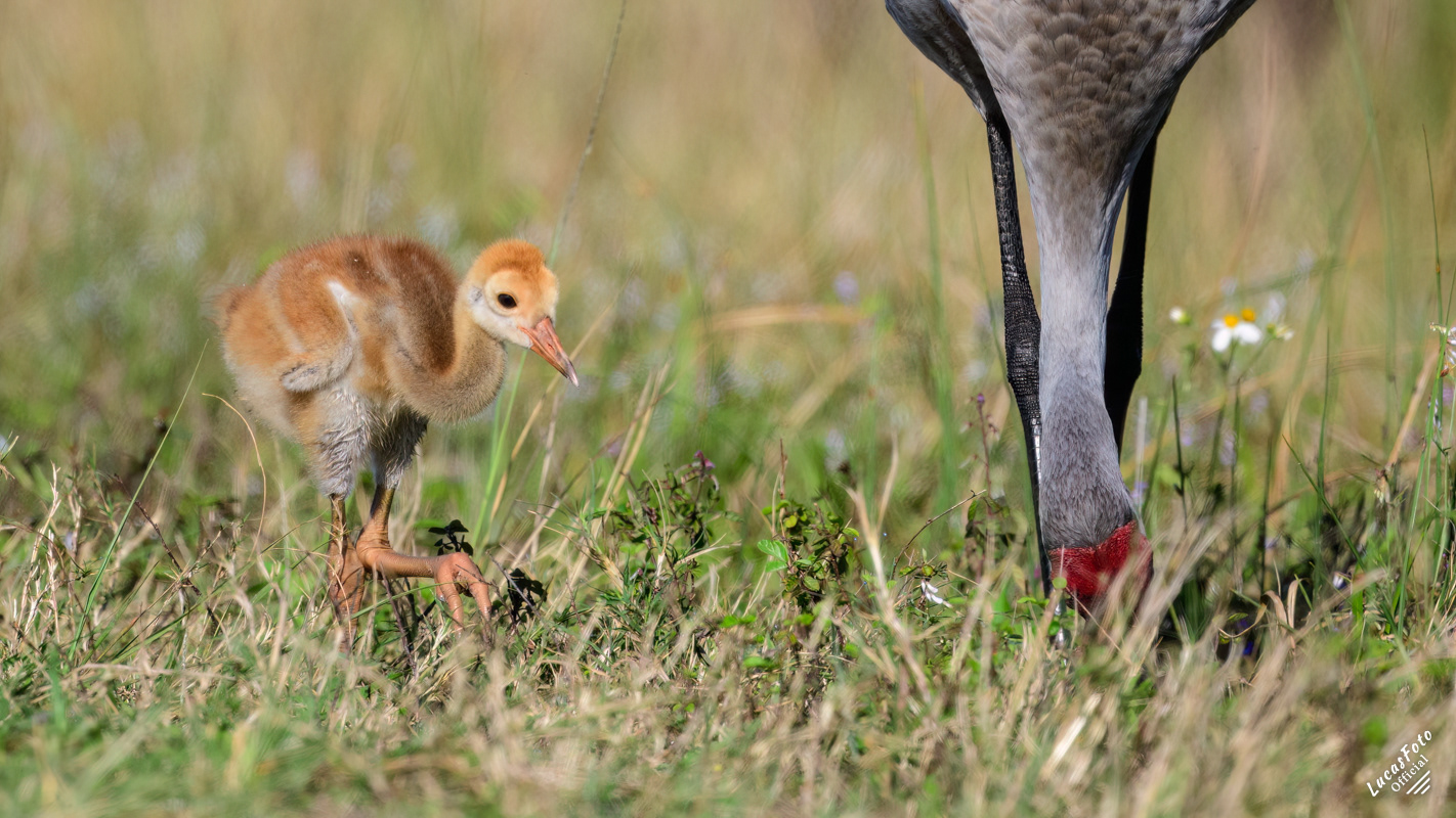 Sandhill Crane