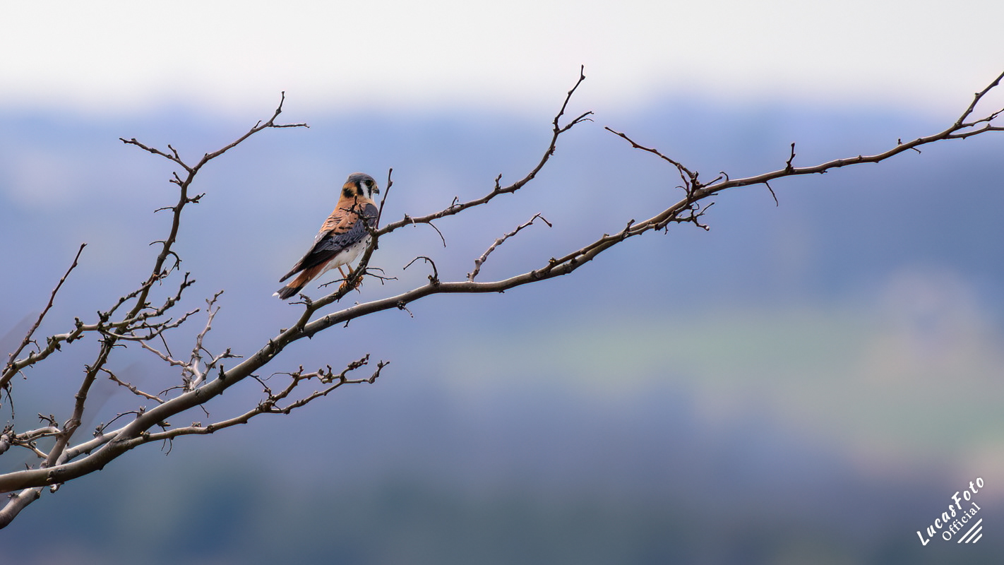 American Kestrel