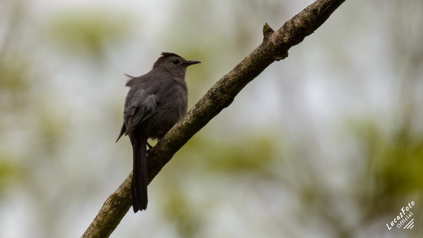Gray Catbird
