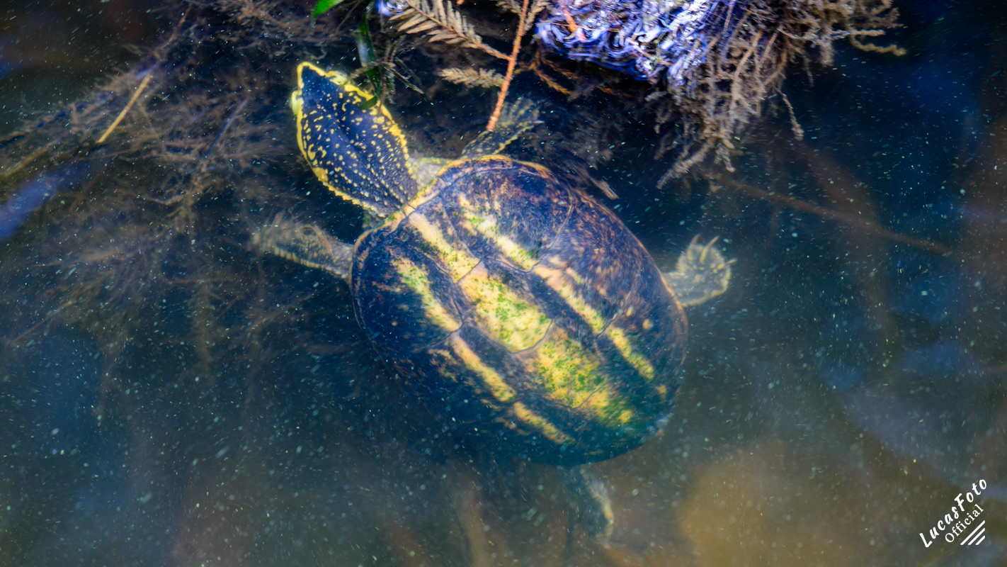 Striped Mud Turtle