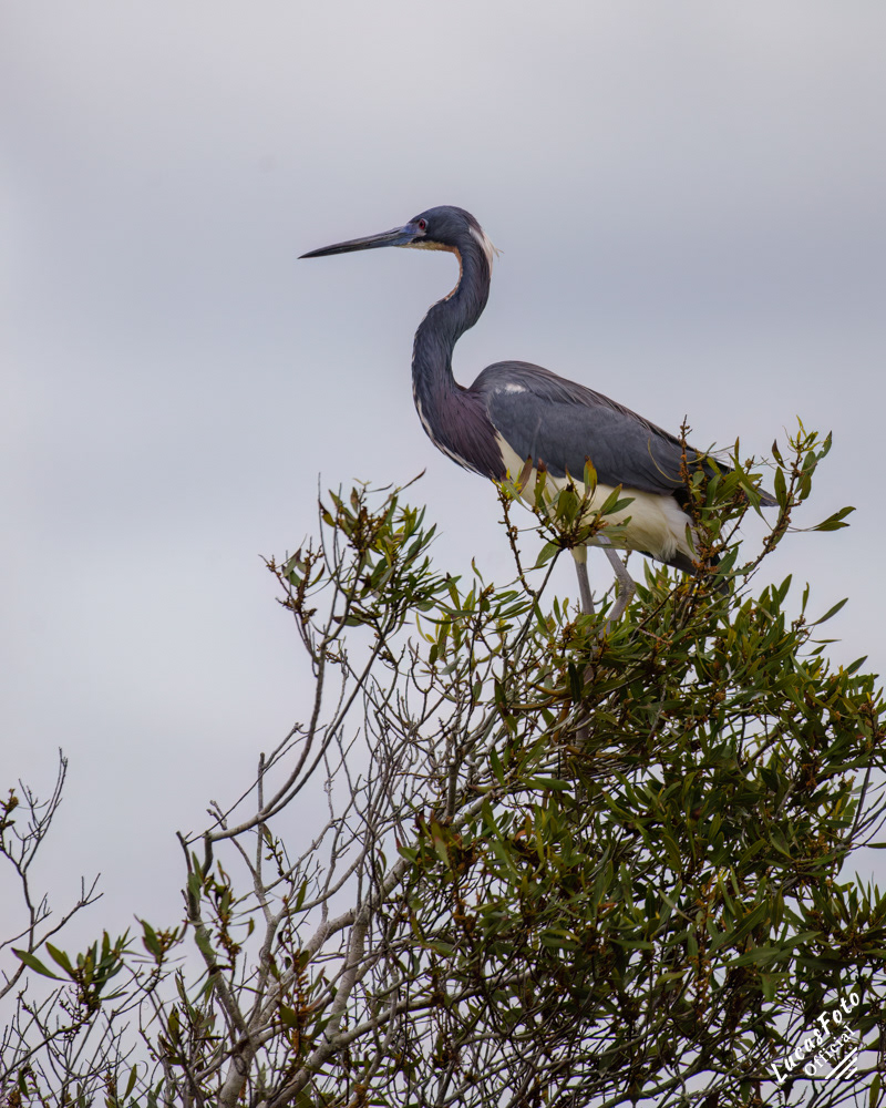 Tricolored Heron