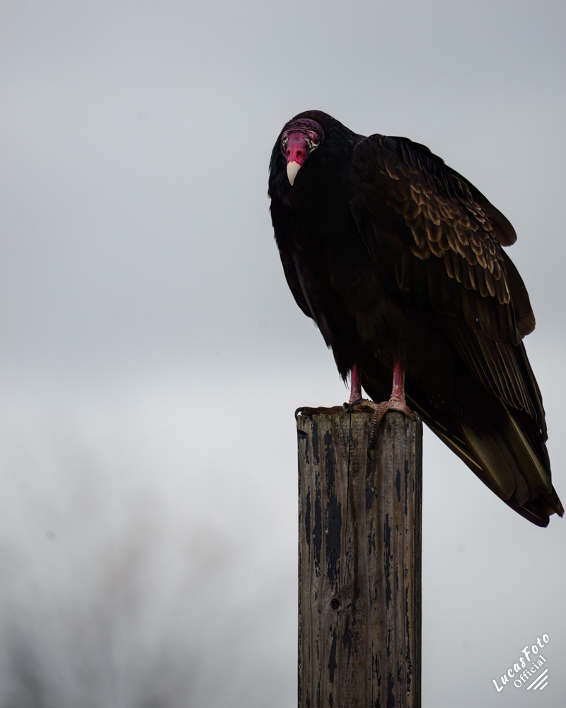 Turkey Vulture