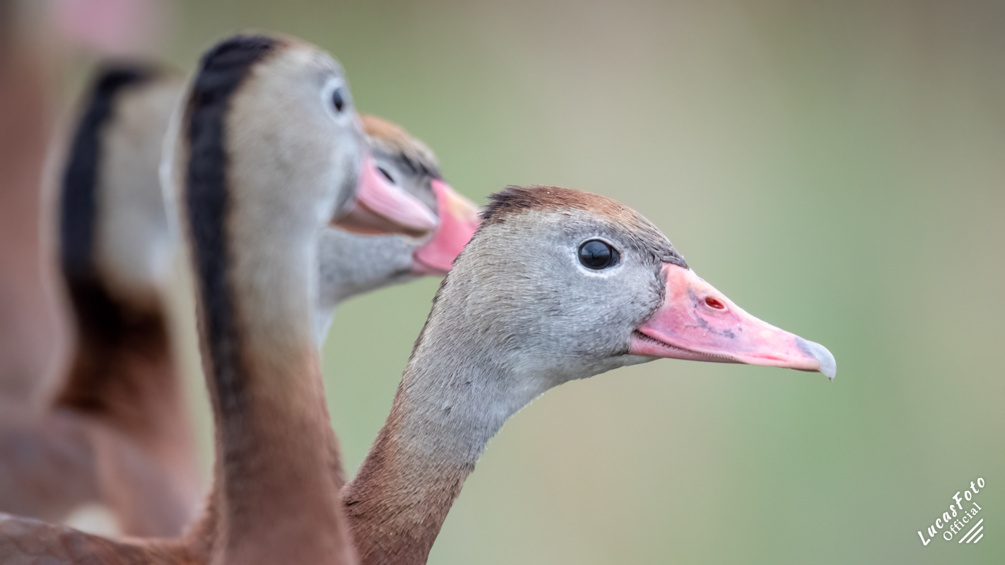 Black-bellied Whistling-Duck