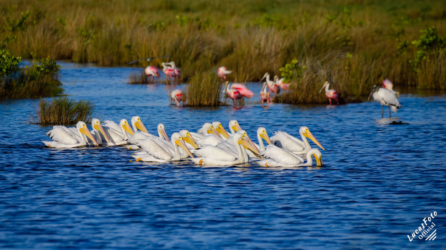 American White Pelican / Roseate Spoonbill