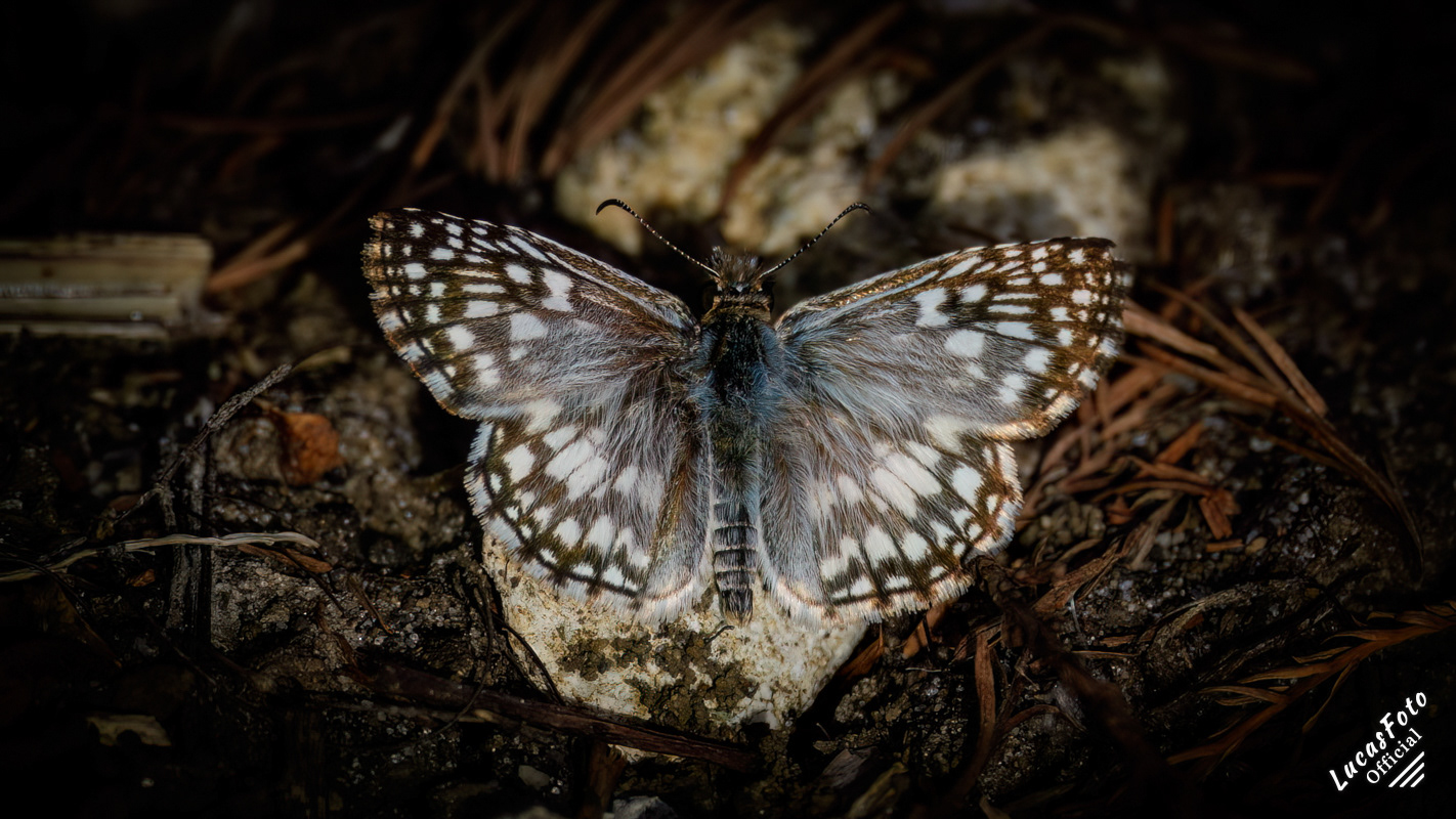 Tropical Checkered-Skipper
