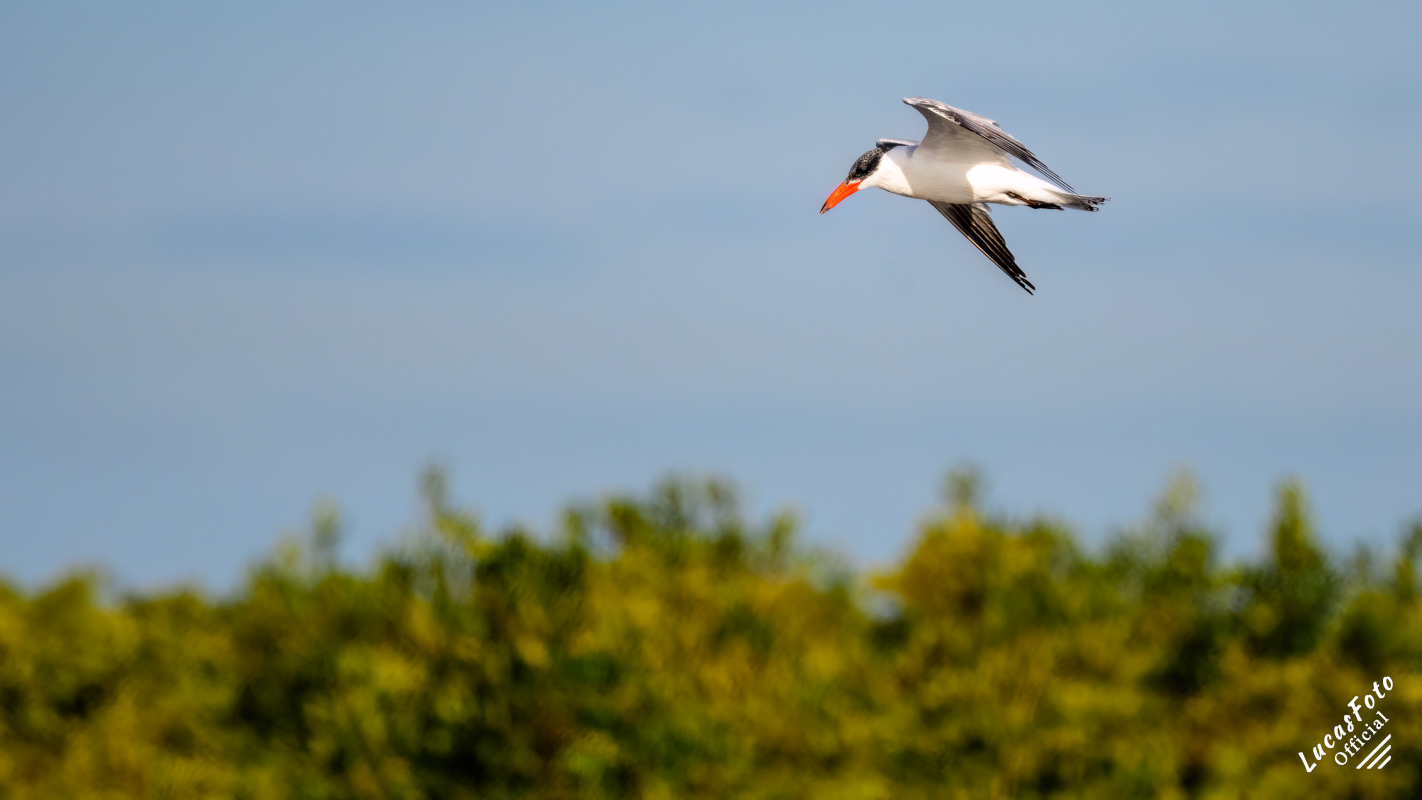 Caspian Tern