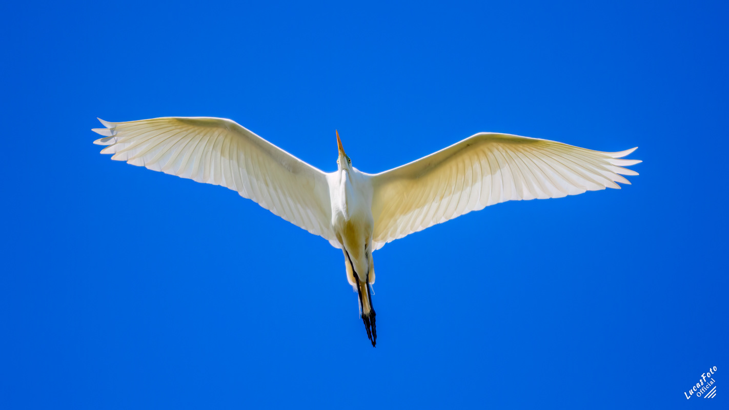 Great Egret