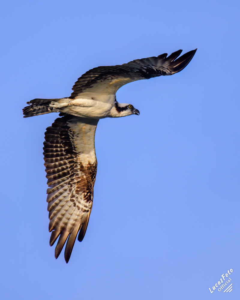 Osprey