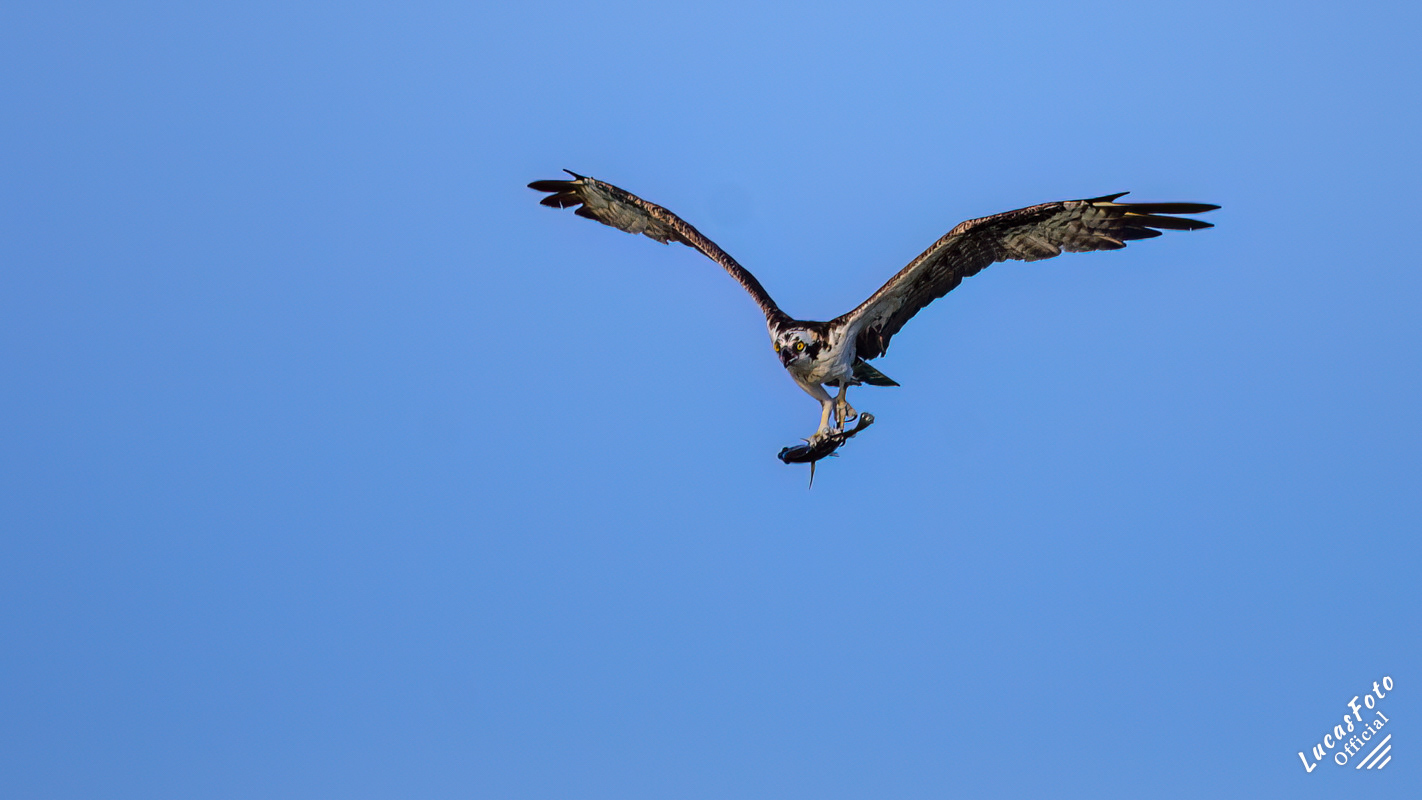 Osprey