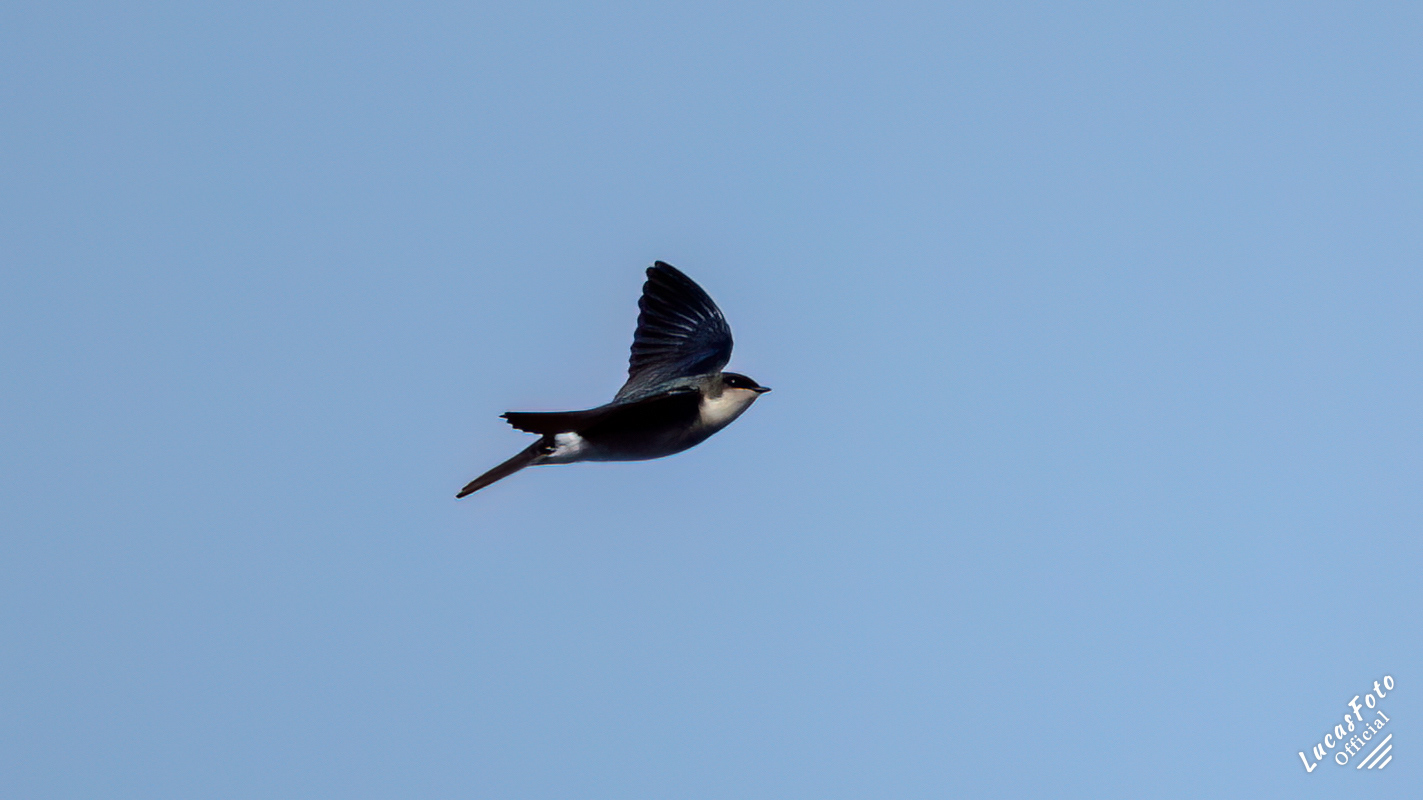 Tree Swallow