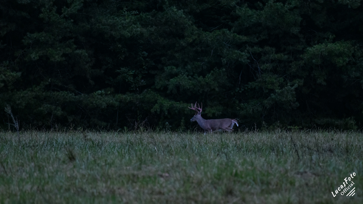 Whitetail