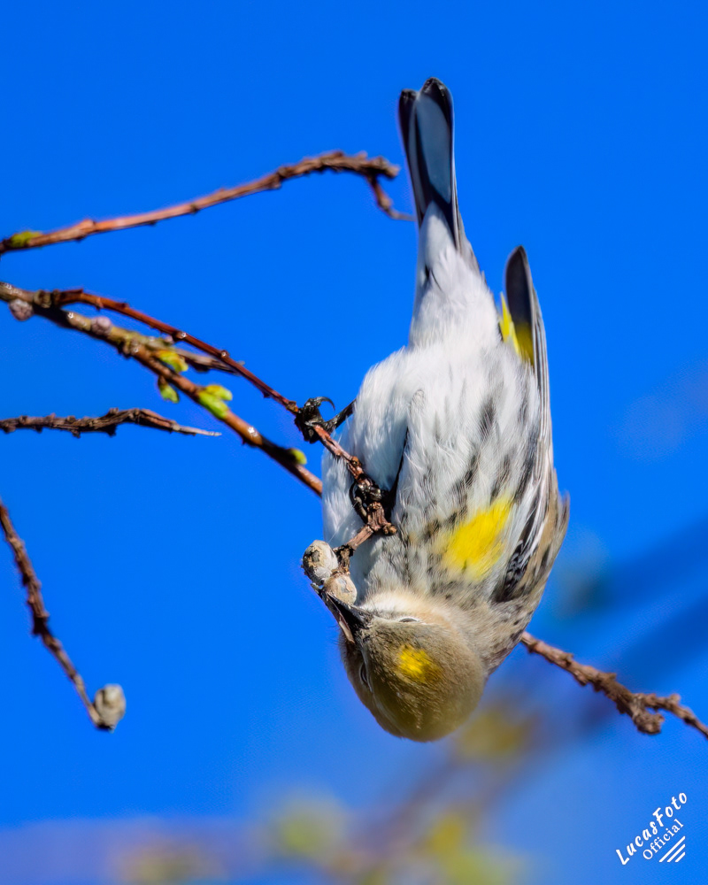 Yellow-rumped Warbler