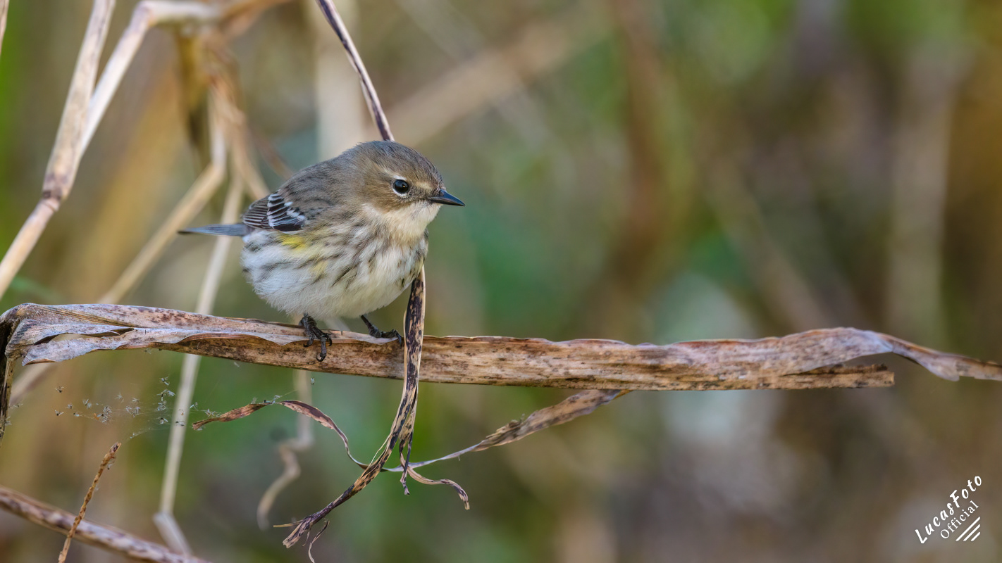 Yellow-rumped Warbler