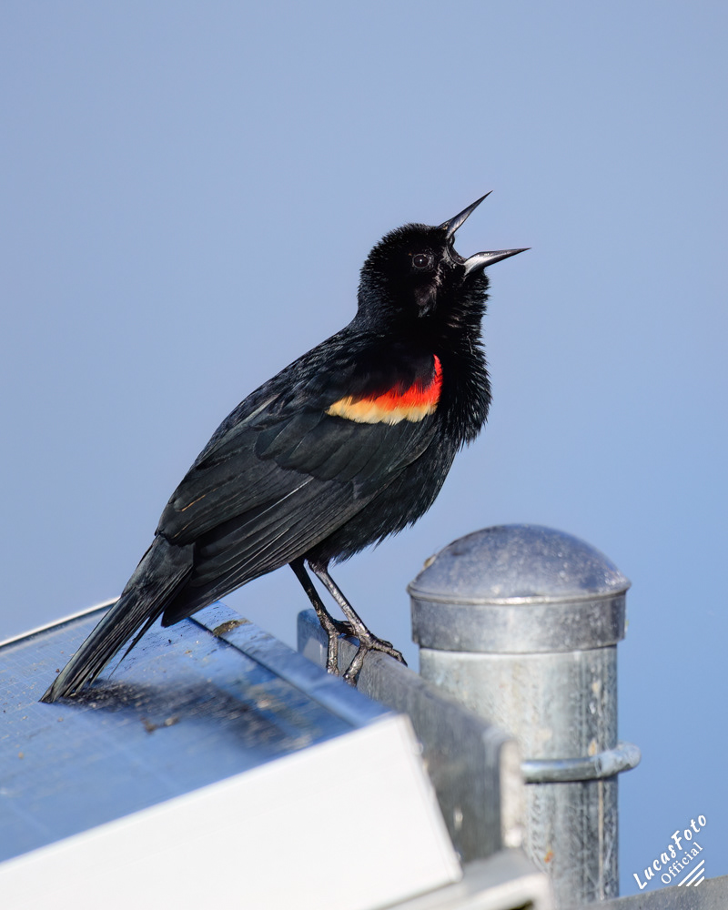 Red-winged Blackbird