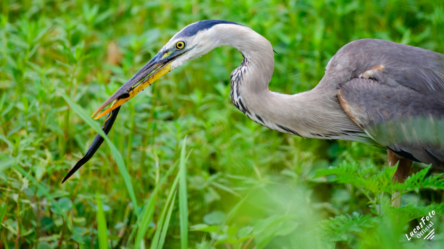 Great Blue Heron