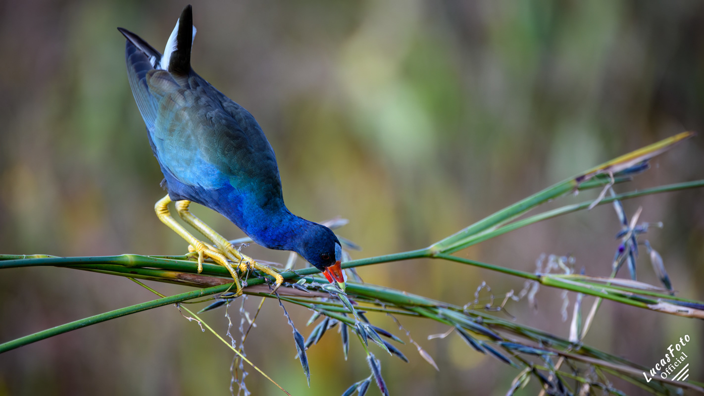 Purple Gallinule