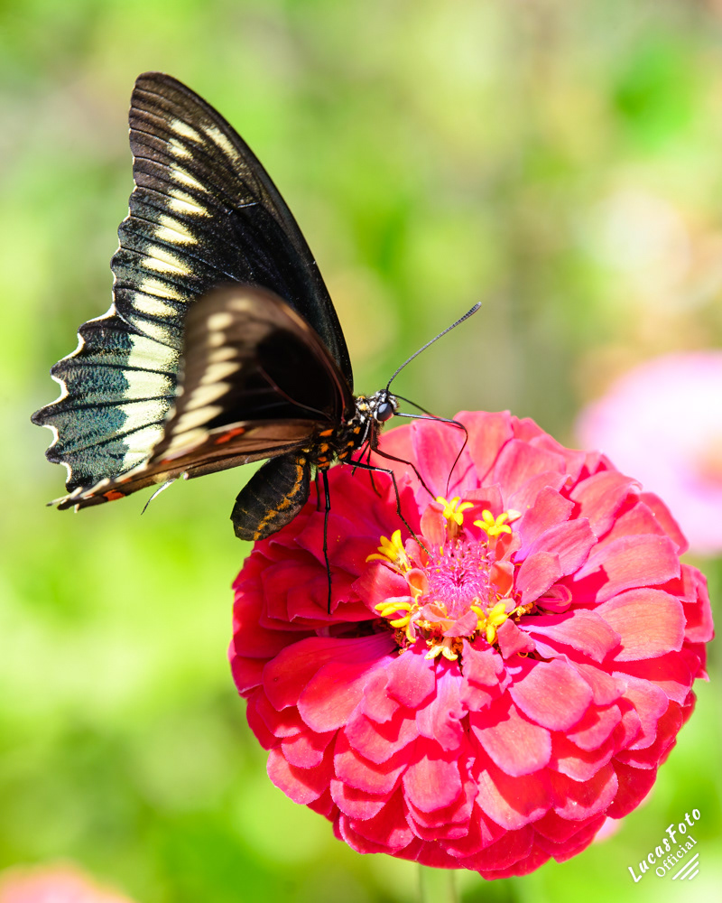 Polydamas swallowtail